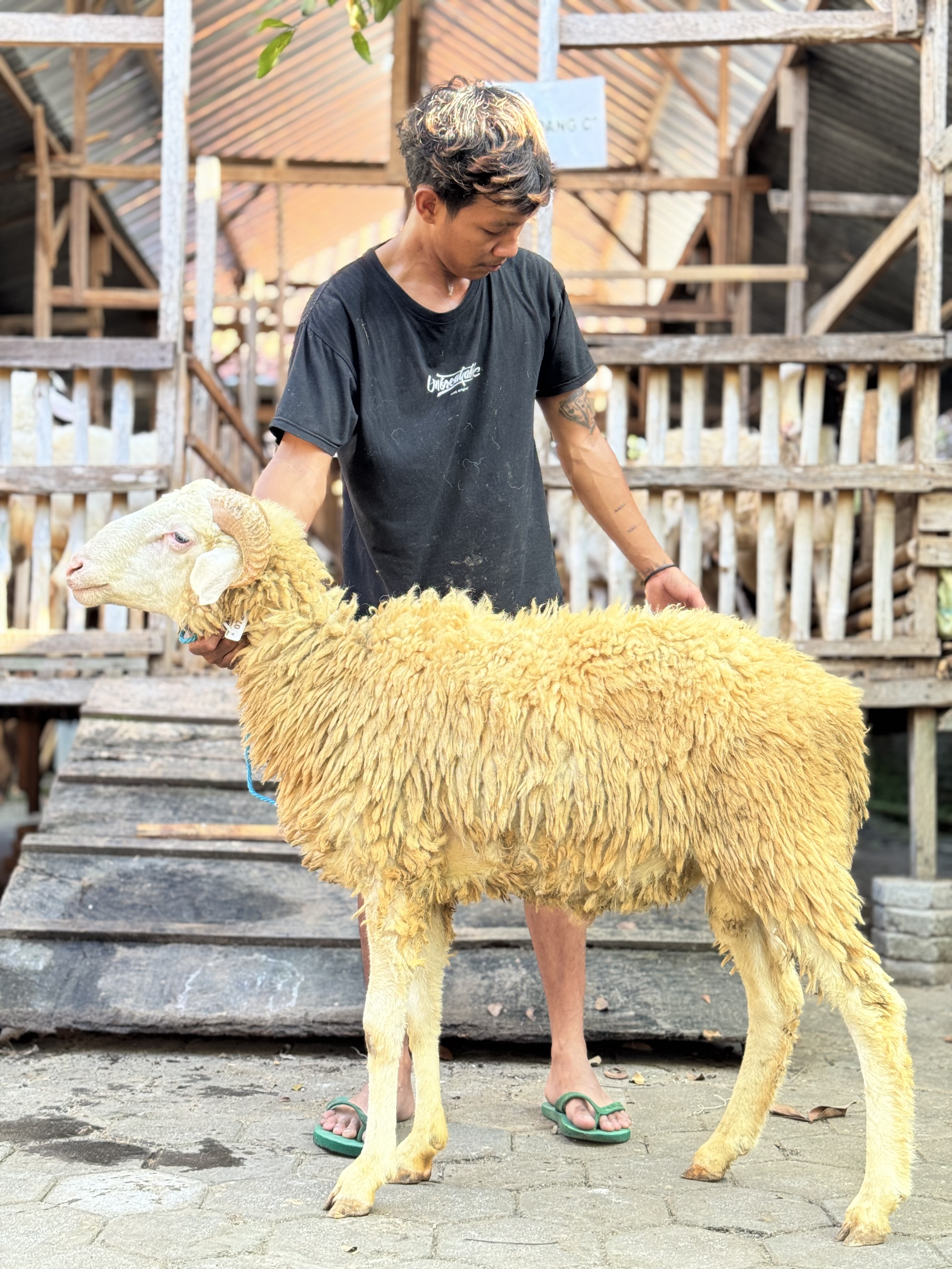 Sapi