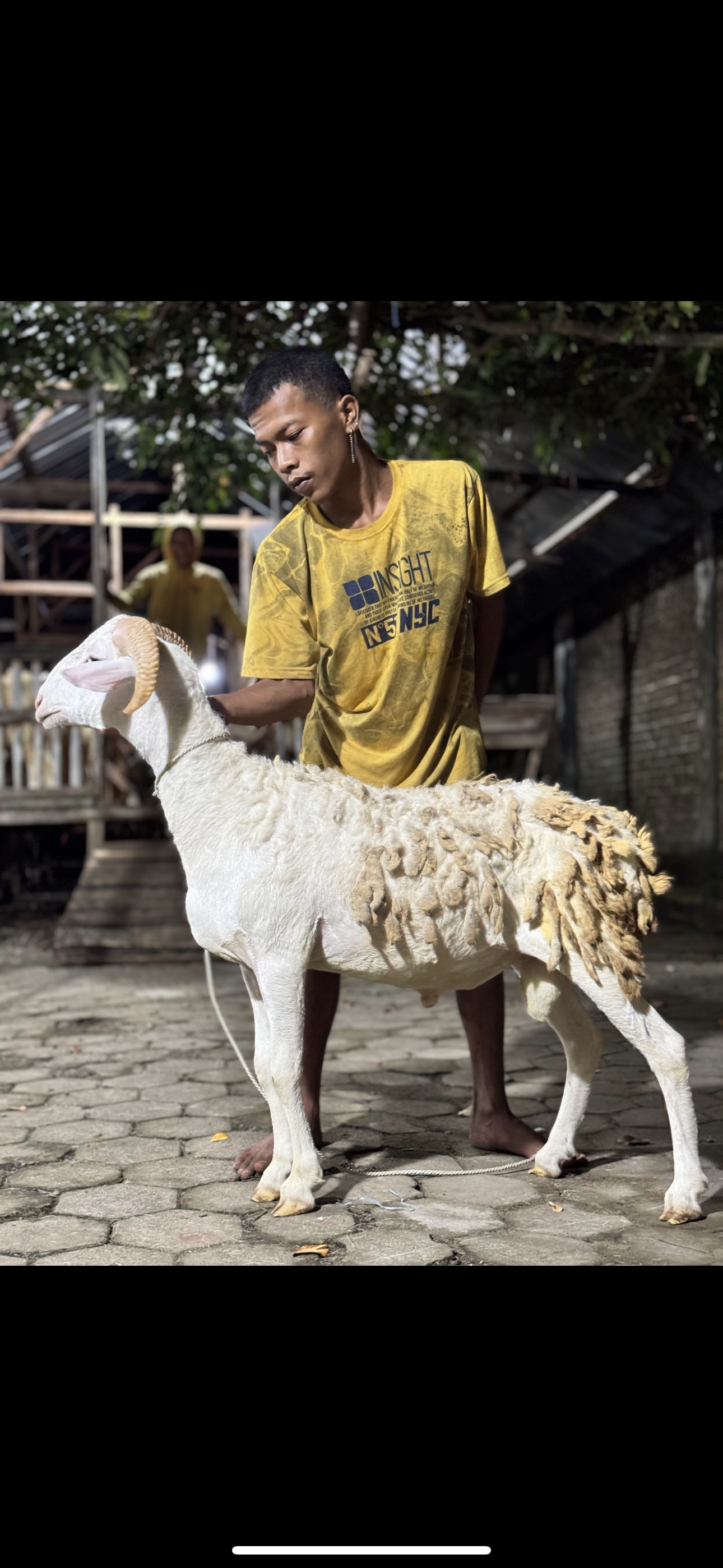 Sapi