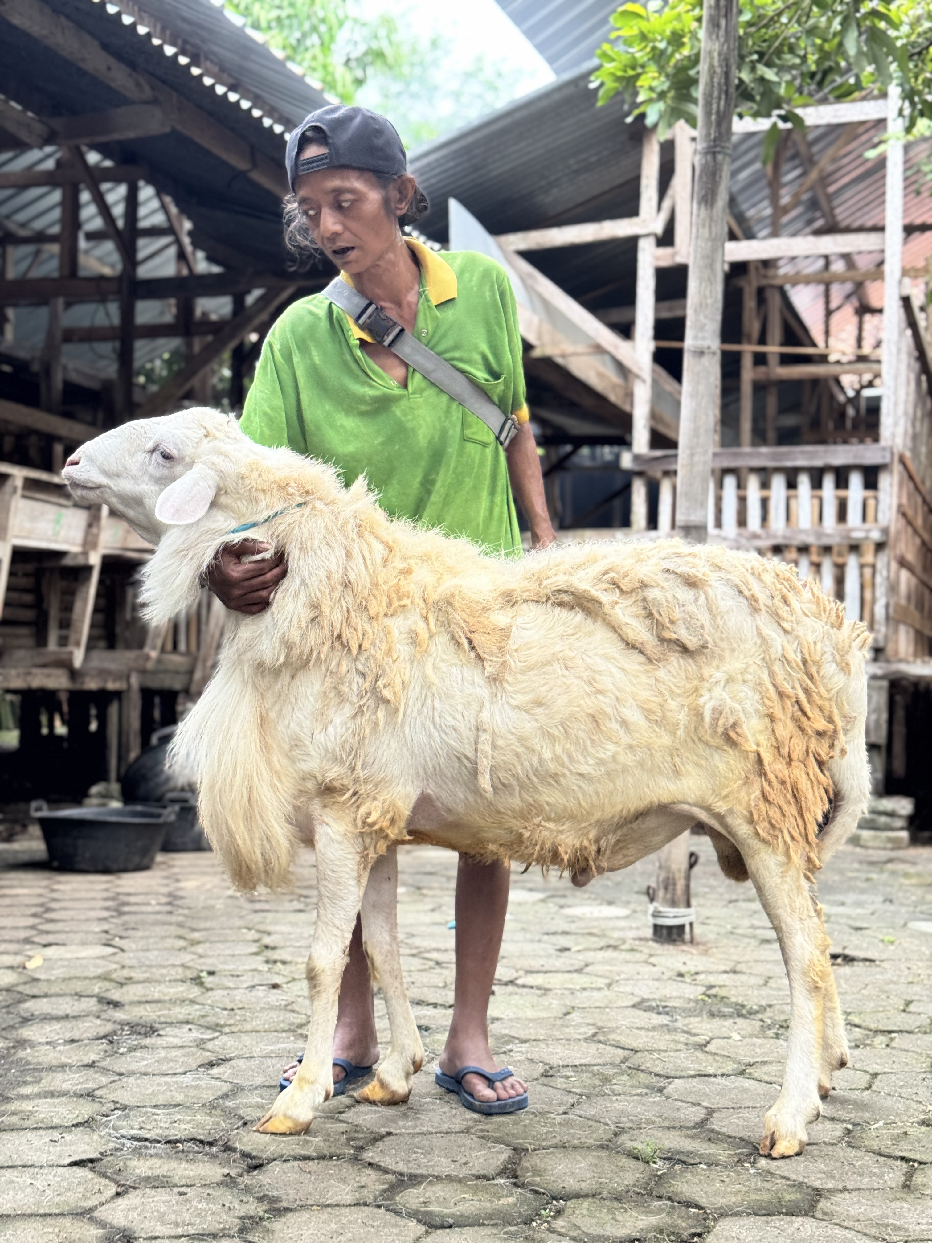 Sapi