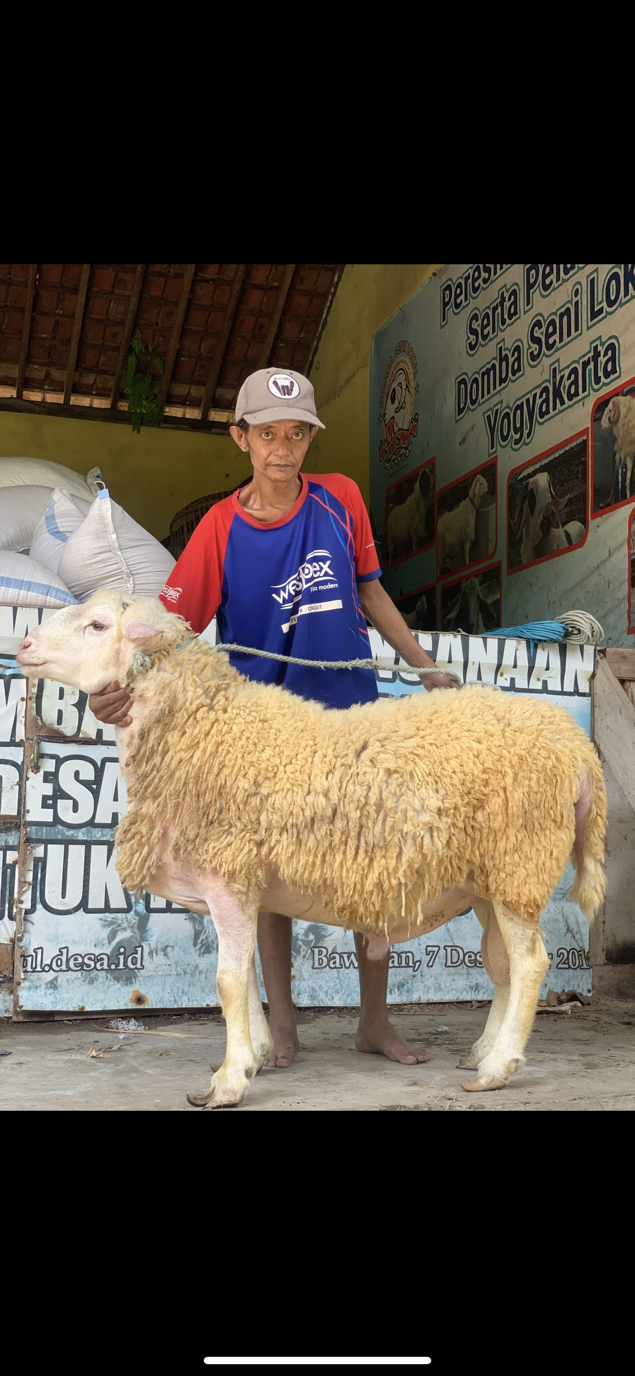 Sapi