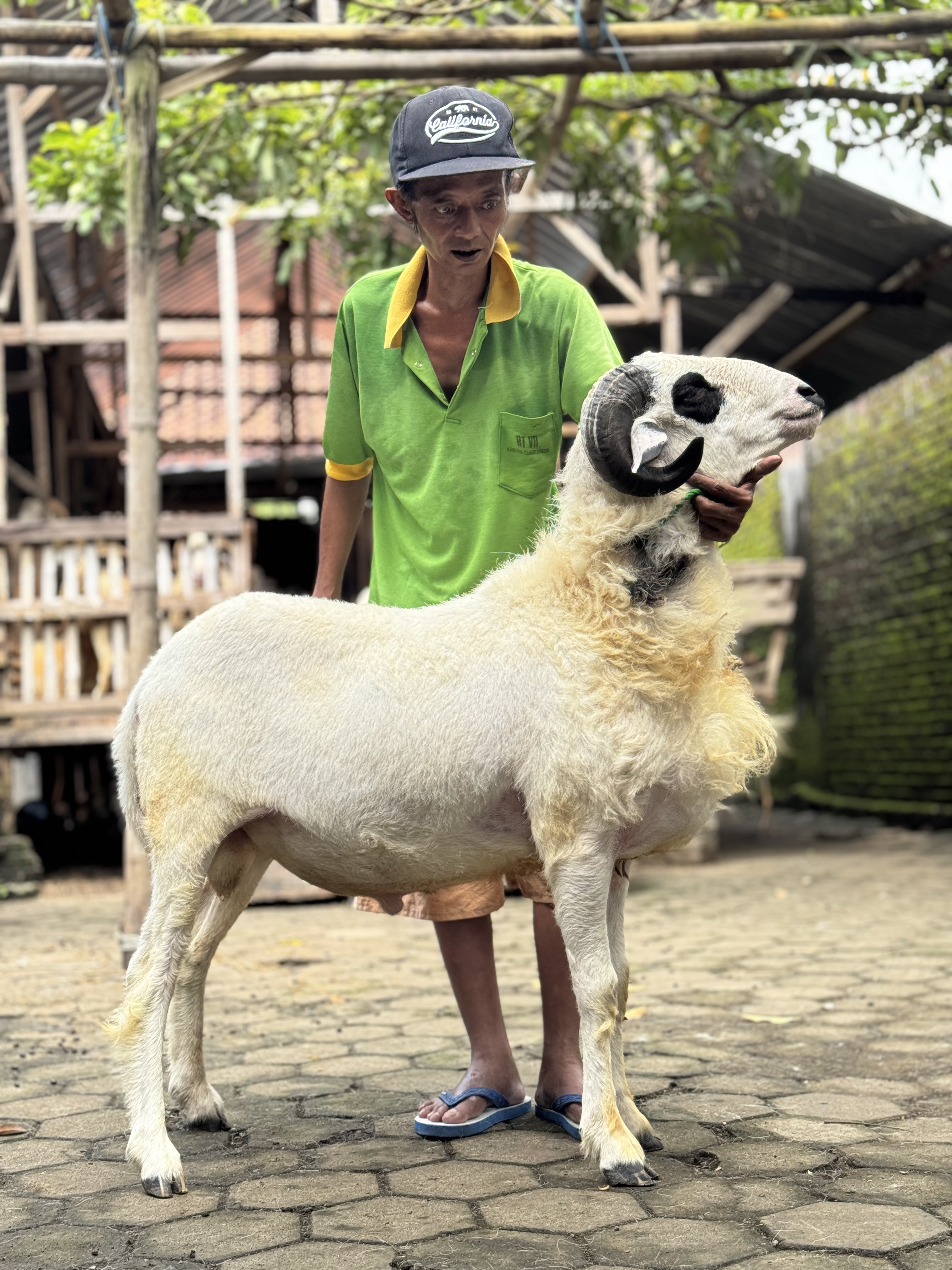 Sapi