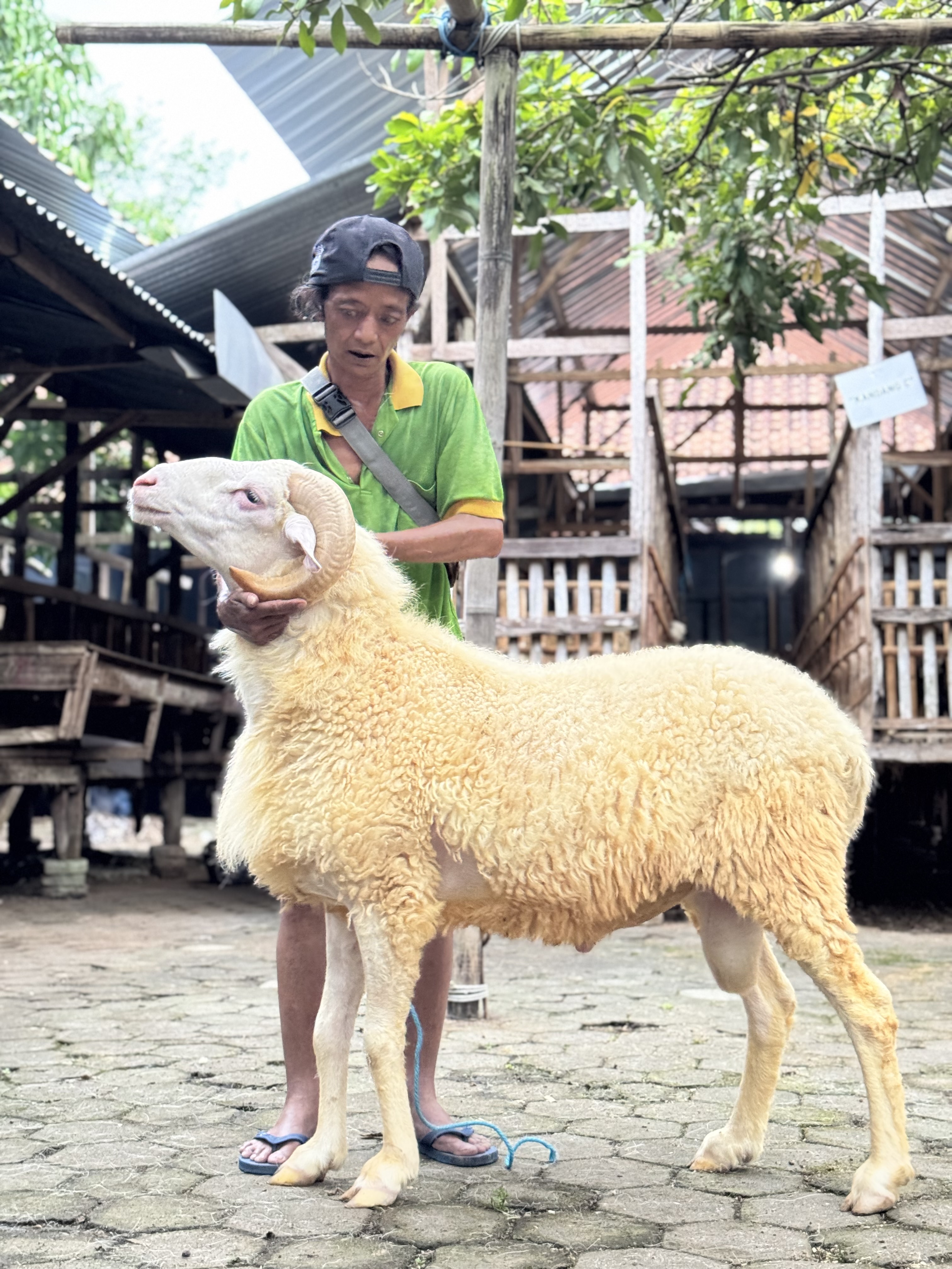Sapi
