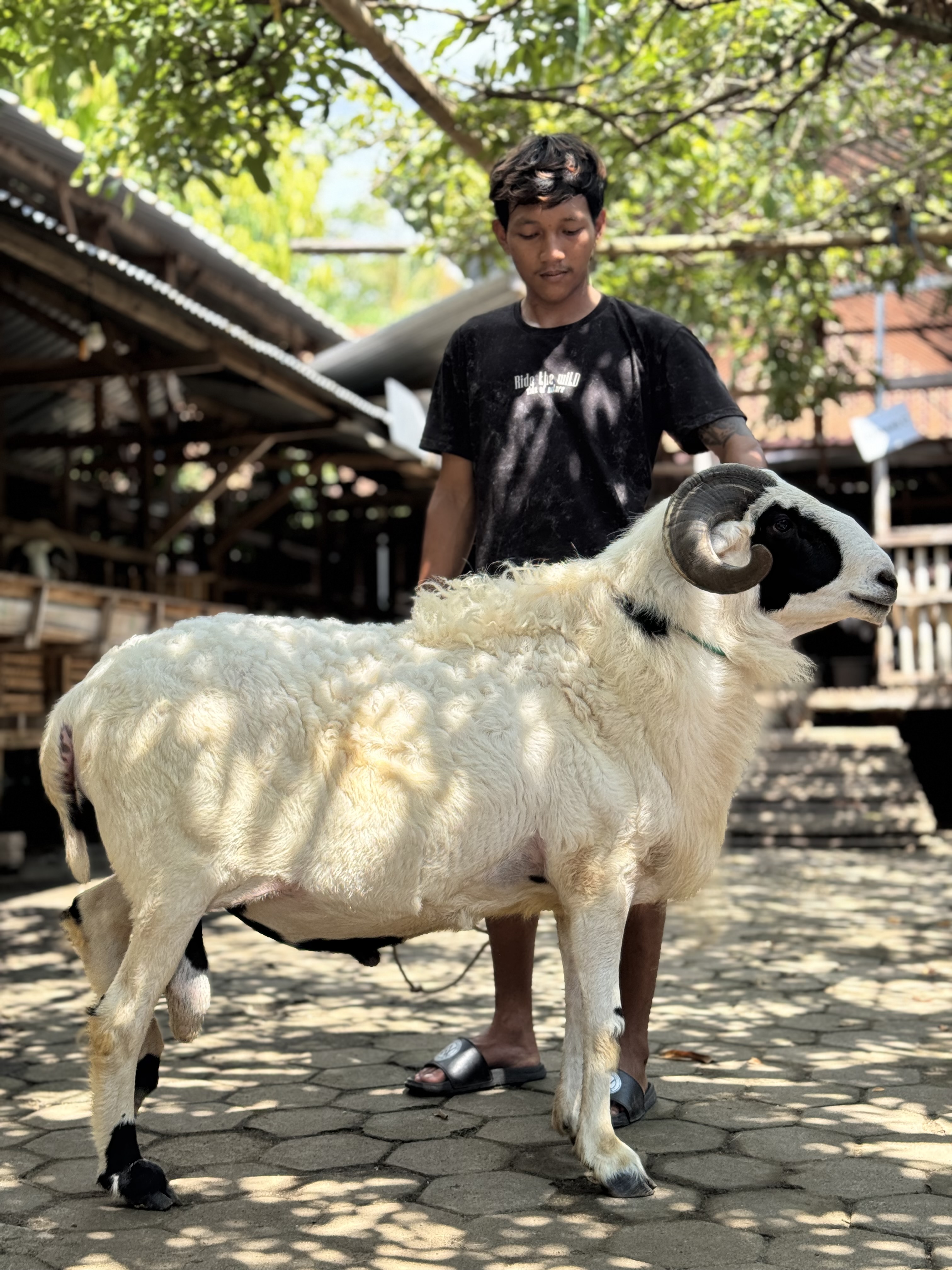 Sapi