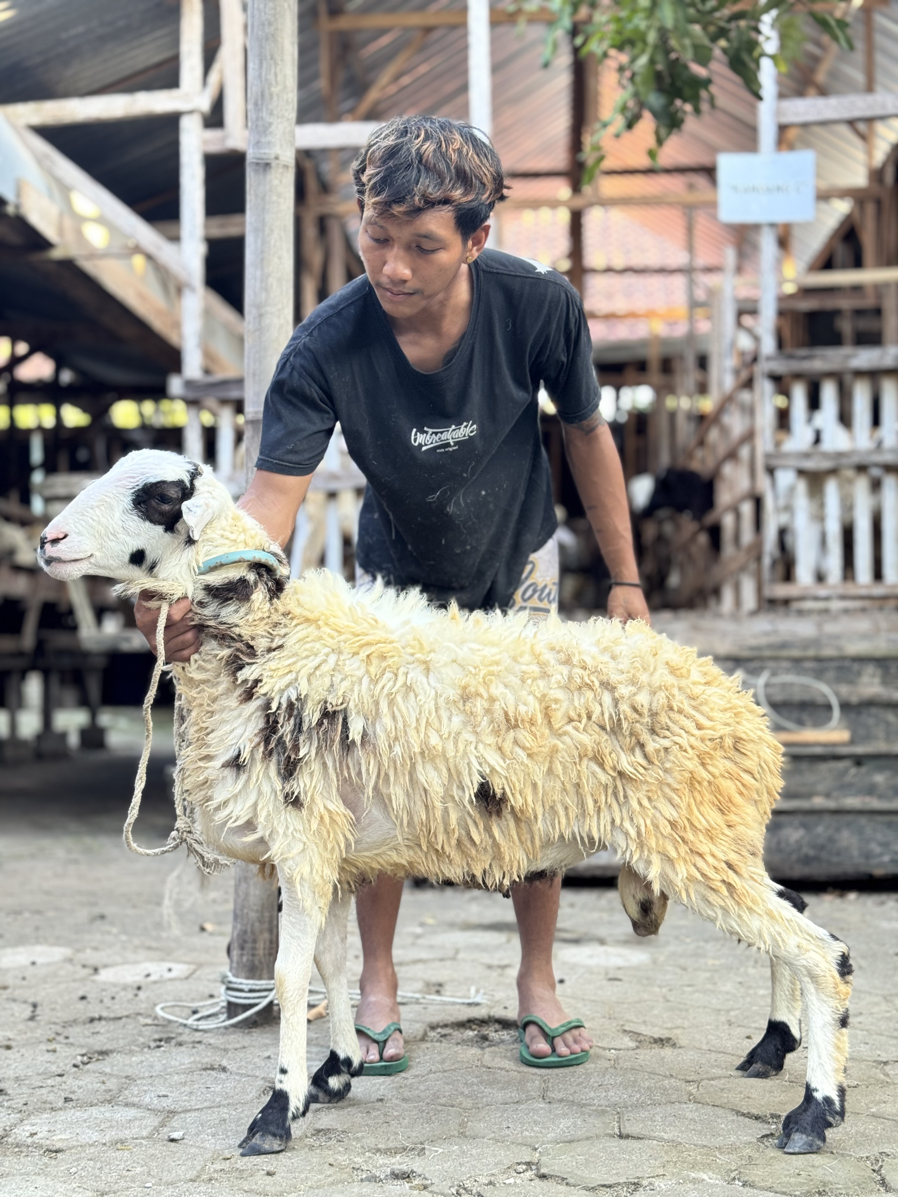 Sapi