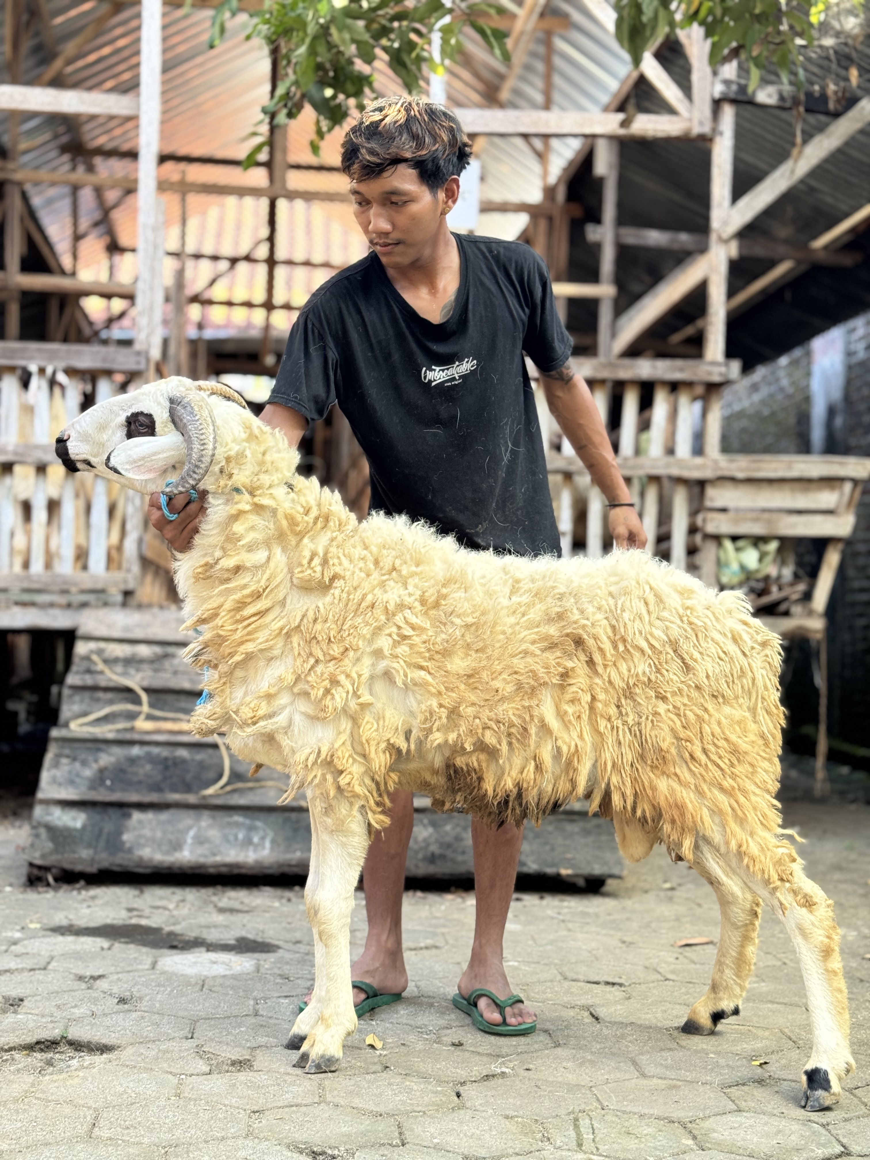Sapi