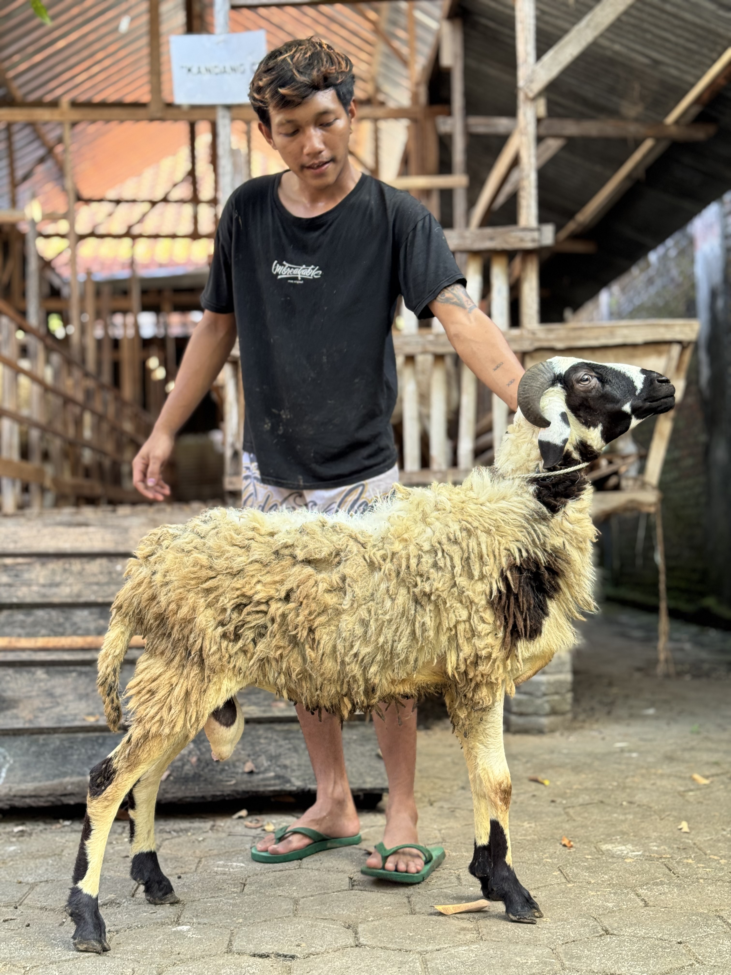 Sapi