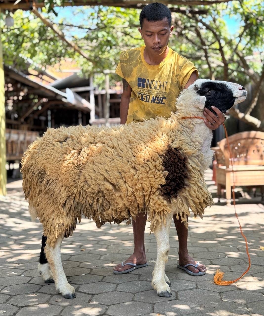 Sapi