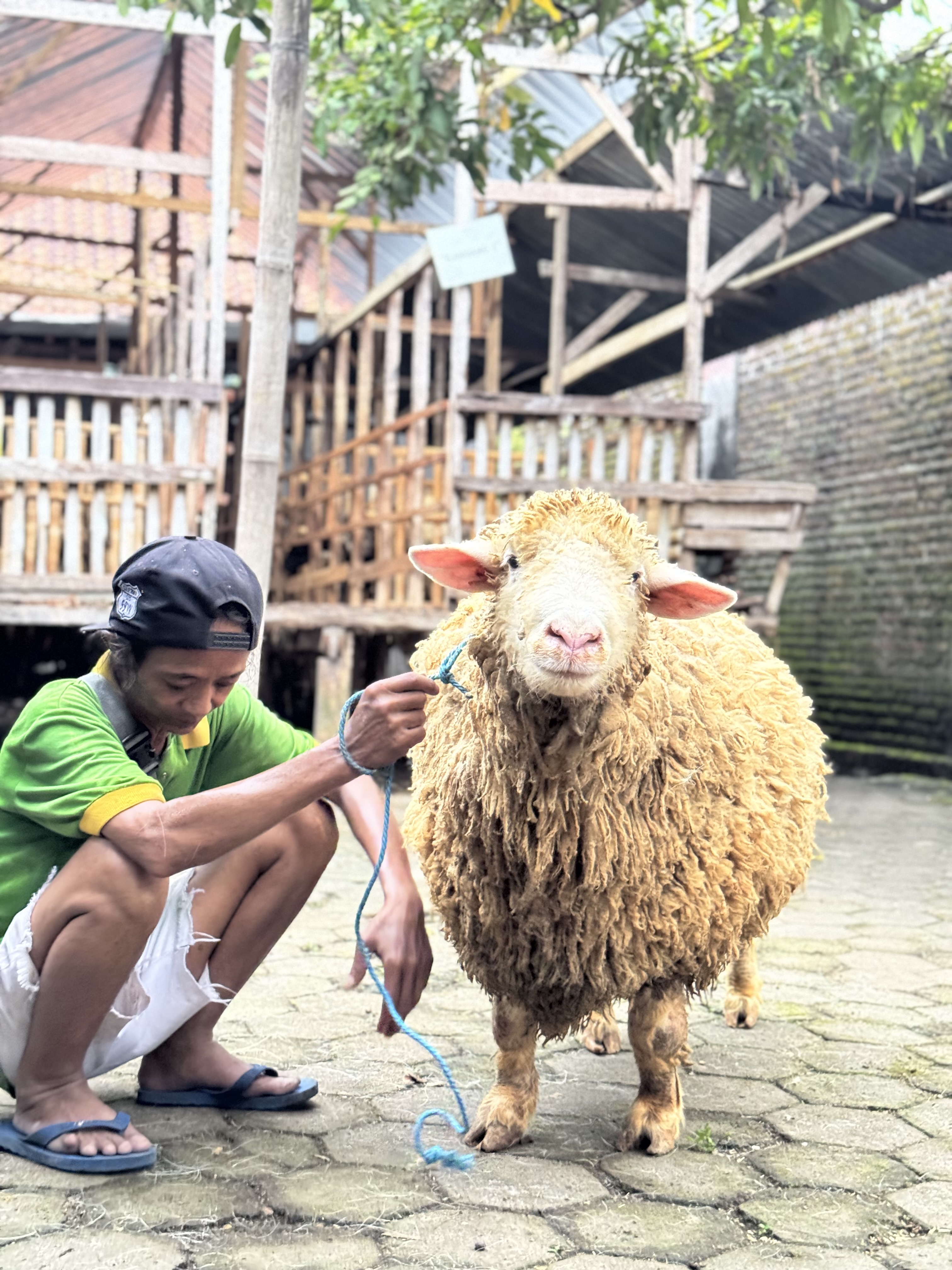Sapi