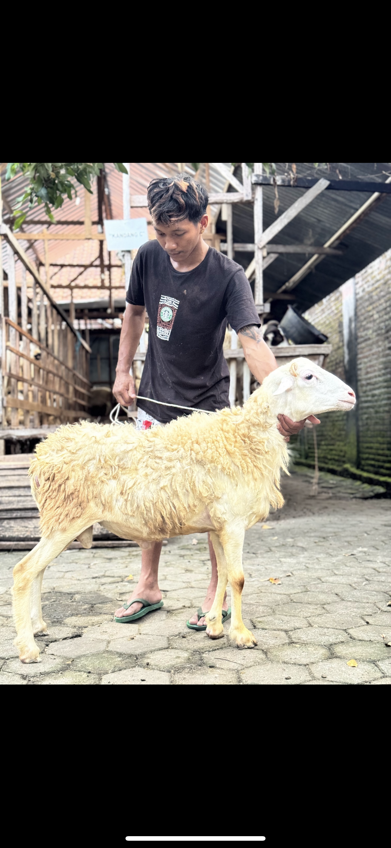 Sapi