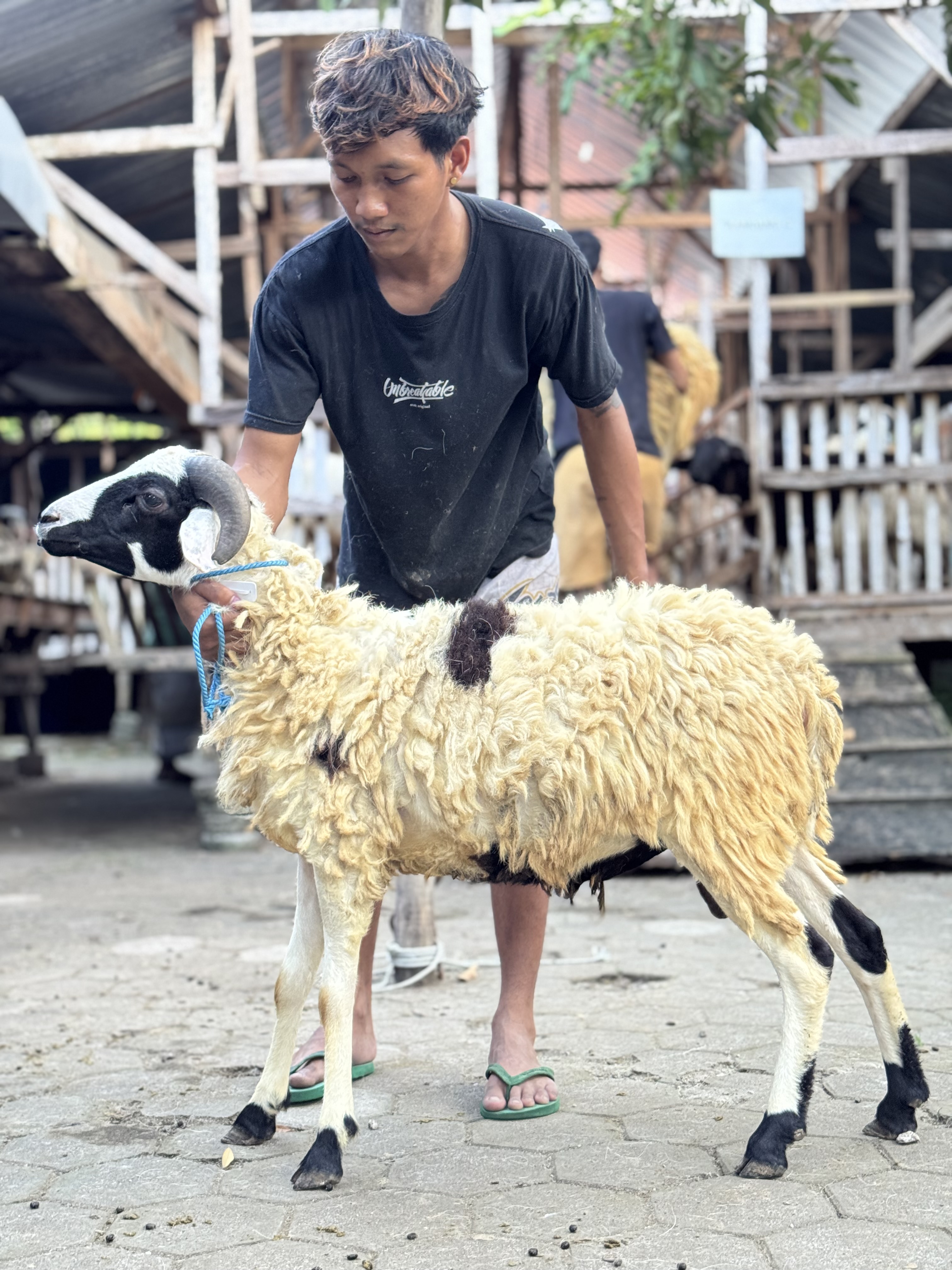 Sapi