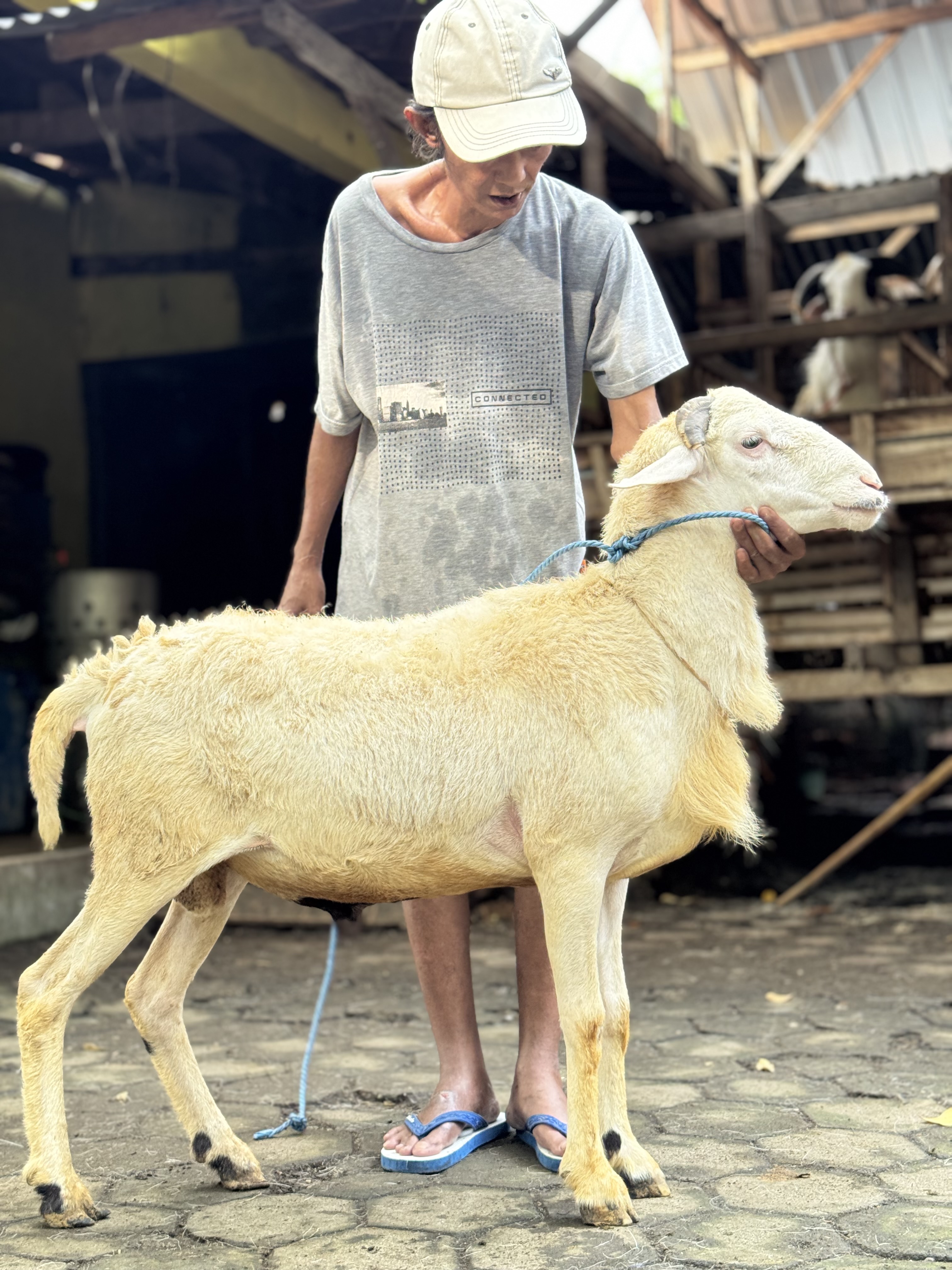 Sapi