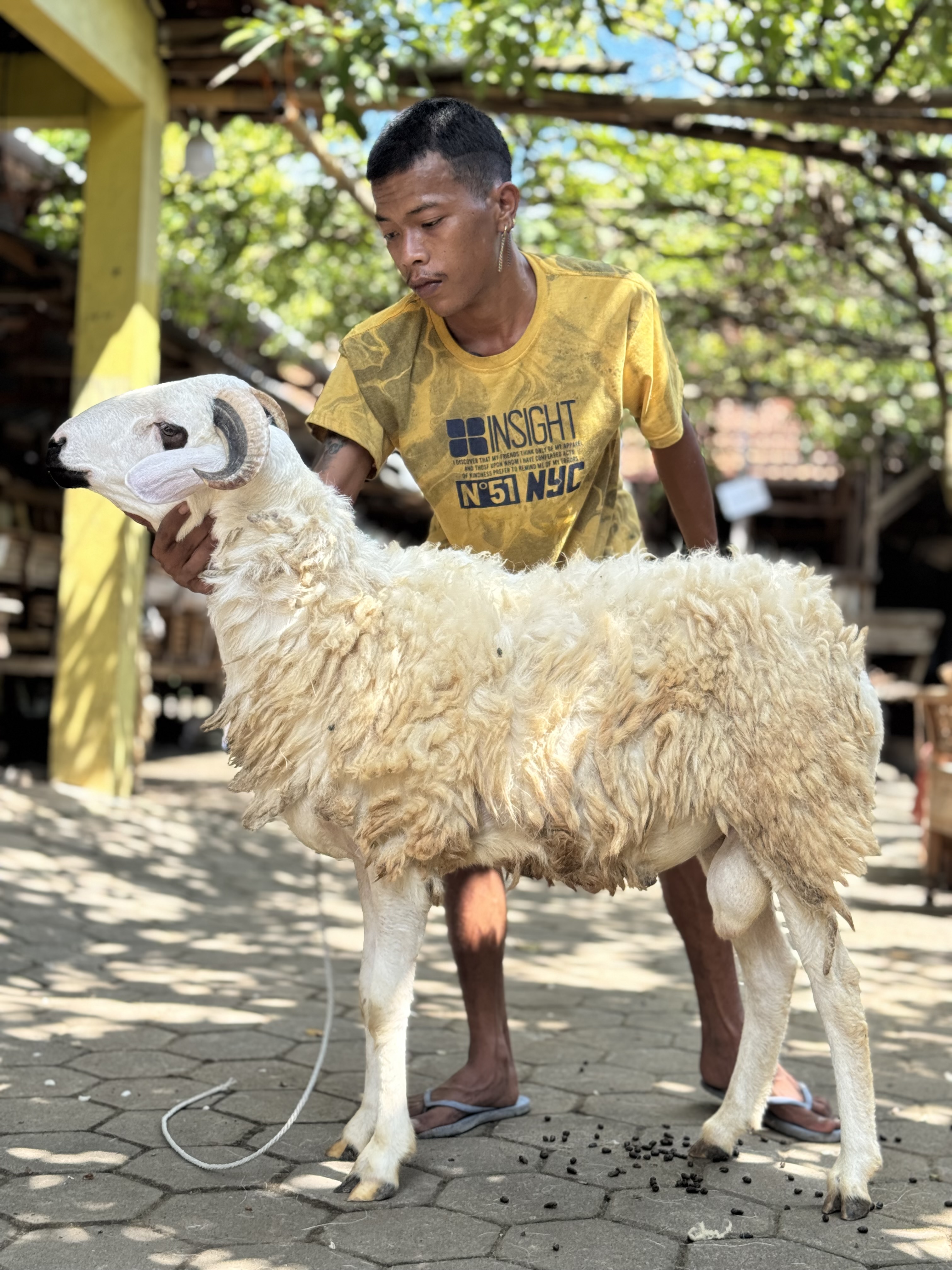 Sapi