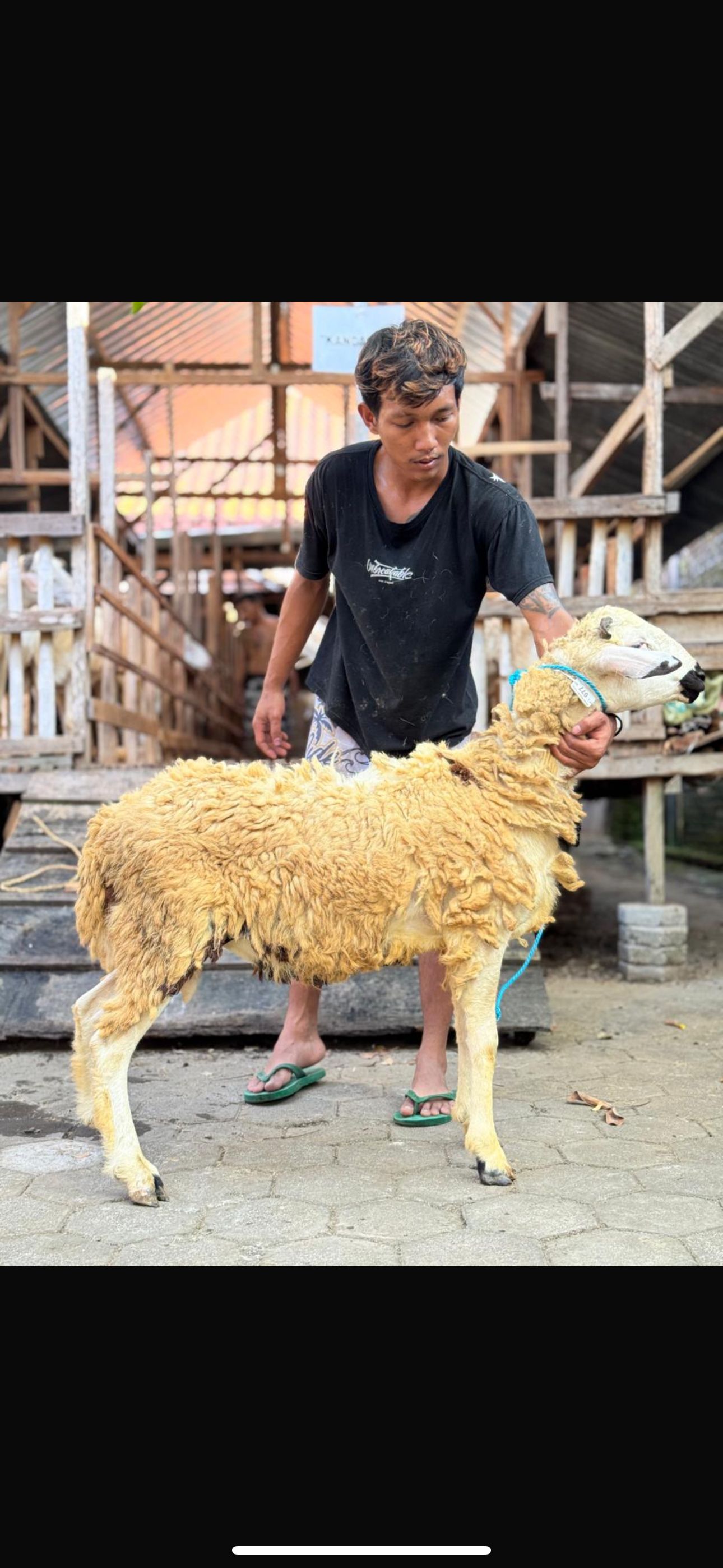 Sapi