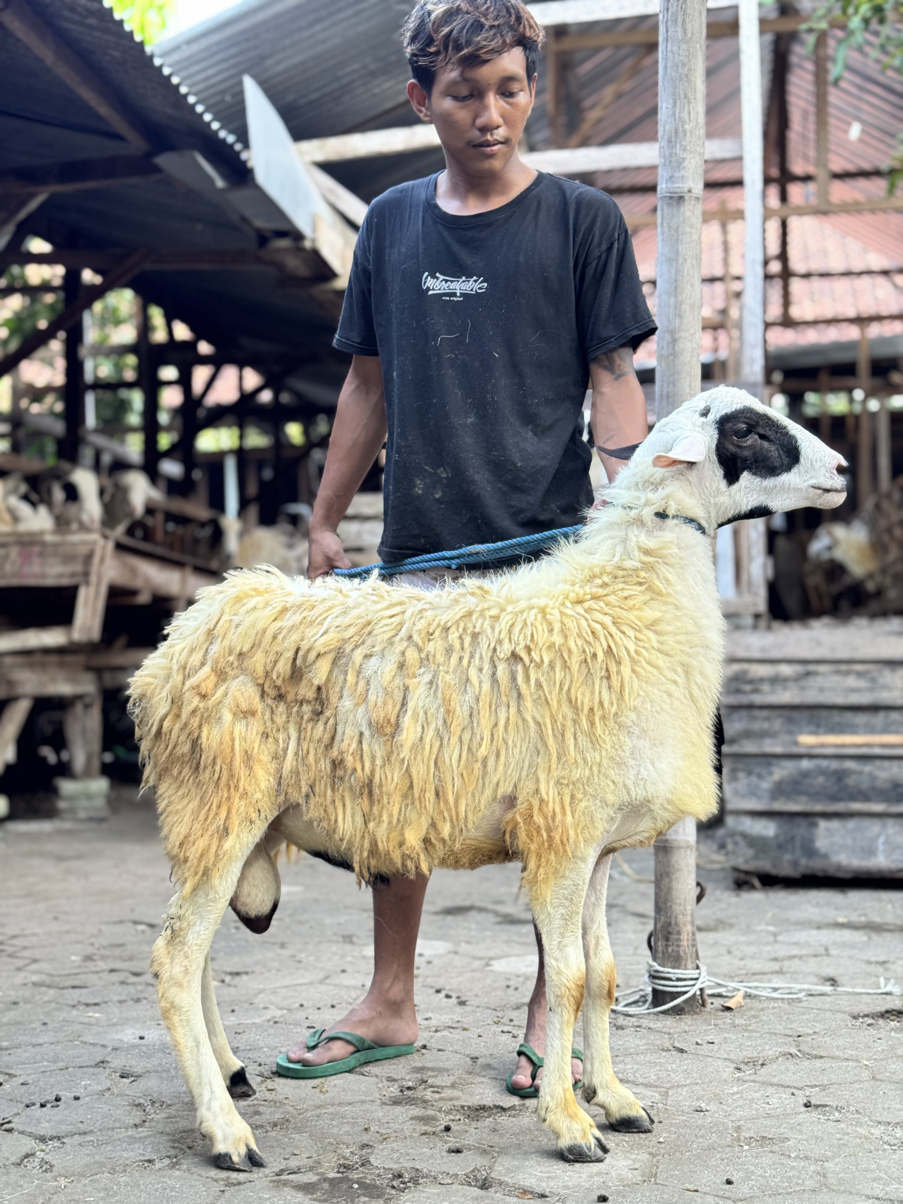 Sapi