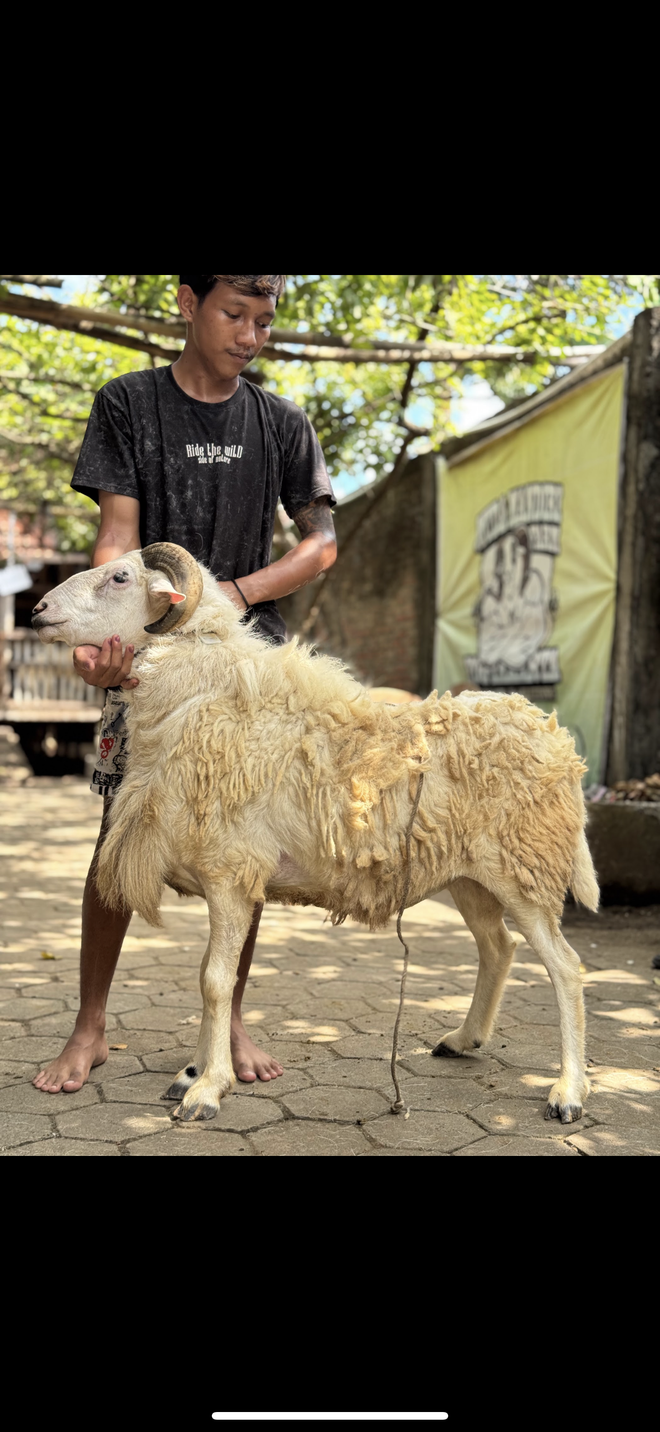 Sapi